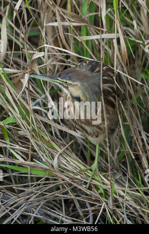 American Tarabuso (Botaurus lentiginosus) nasconde in erba alta in Everglades National Park Foto Stock