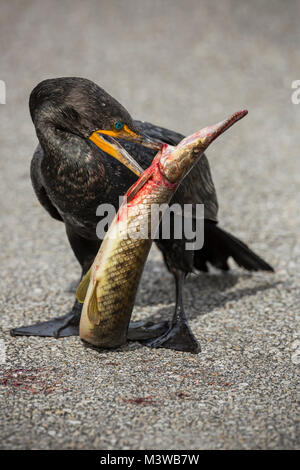 Double-crested cormorano (Phalacrocorax auritus) con un pesce catturato in Everglades National Park, Florida Foto Stock