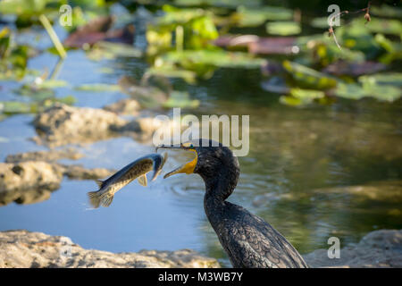 Double-crested cormorano (Phalacrocorax auritus) con un pesce catturato in Everglades National Park, Florida Foto Stock