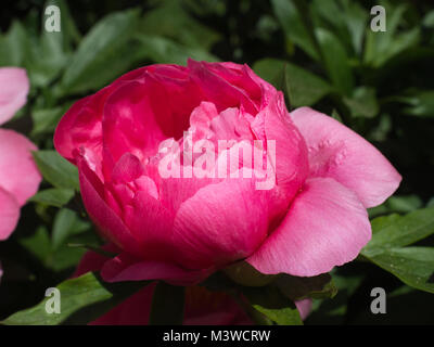 Rosa luminoso Peonia fiore che sboccia in un giardino Foto Stock