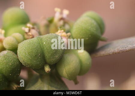 Fare clic su macro Foto Stock