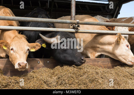 Bovini su animali della fattoria, nato, Darß Foto Stock