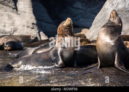 I leoni marini giocando sulle rocce di Coronado Island, parte della baia di Loreto Parco Nazionale di sistema. Foto Stock