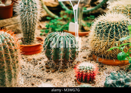 Vista ravvicinata di Ferocactus Wislizeni nel Giardino Botanico. Foto Stock