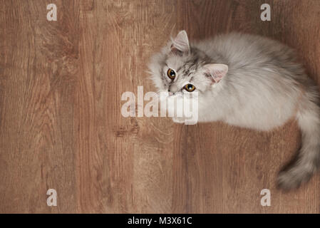 Un gatto Fluffy giocando sul pavimento in legno sopra vista superiore Foto Stock