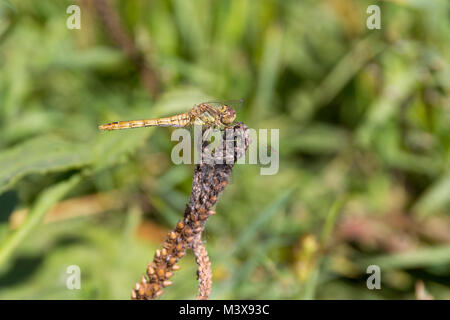 Dragonfly siede sul ramo secco su uno sfondo di erba verde Foto Stock