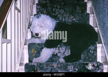 Old English Sheepdog cucciolo sulla scala Foto Stock