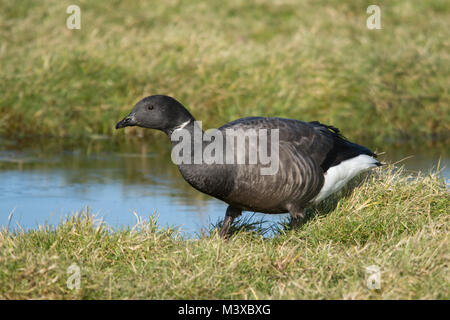 Brent goose (Branta bernicla) sui pascoli (Salt Marsh) a Farlington paludi nella Riserva Naturale del Hampshire, Regno Unito Foto Stock