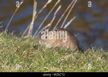 Ratto marrone (Rattus norvegicus) che si nutre sull'erba in una giornata di sole invernale, Regno Unito. Fauna selvatica, mammifero. Foto Stock