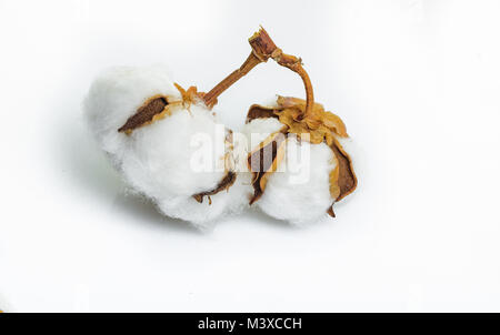 Pianta di cotone fiore isolato su sfondo bianco. Foto Stock