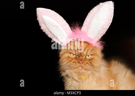 Close up ritratto di orange gatto persiano con orecchie di coniglietto Foto Stock