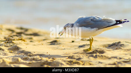 Un anello-fatturate (Larus delawarensis) seagull cerca di cibo sulla spiaggia di Grand Haven, Michigan Foto Stock