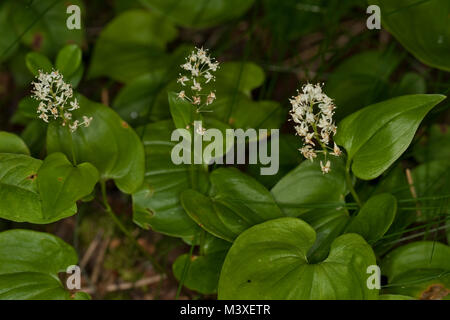 Zweiblättrige Schattenblume, Zweiblättriges Schattenblümchen, Maianthemum bifolium, può Lily Foto Stock