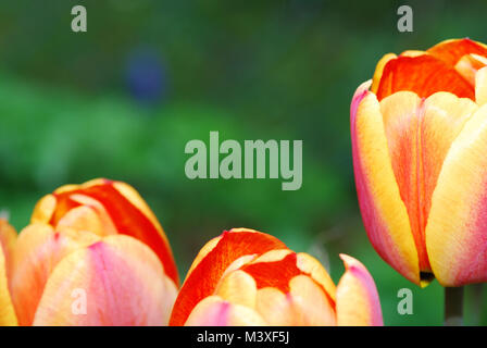 Fresh rosso arancio tulipani gialli in primavera vista grande Foto Stock