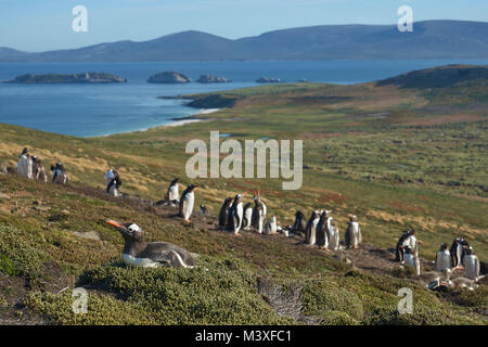 Allevamento di colonia di pinguini di Gentoo (Pygoscelis papua) sull isola di carcassa nelle isole Falkland. Foto Stock