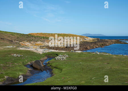 Elefante meridionale guarnizioni (Mirounga leonina) wallowing in un flusso fangoso sull isola di carcassa nelle isole Falkland. Foto Stock