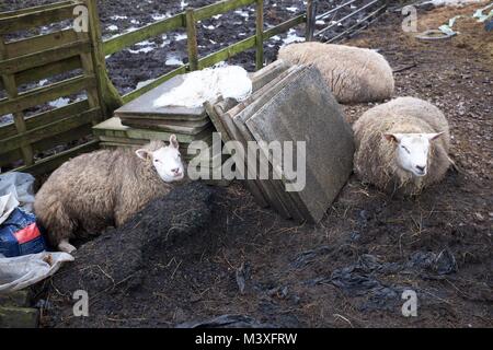 Due pecore in uno spazio confinato. in New Mills, Derbyshire. Foto Stock