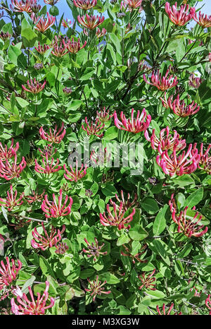 Caprifoglio (Lonicera periclymenum) con masse di fiori spettacolari Foto Stock