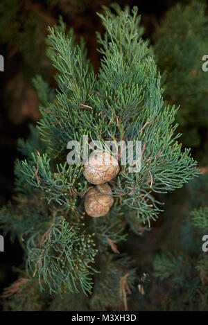 Italian cypress branch Foto Stock