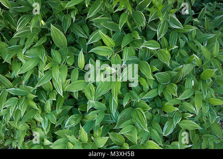Polygonatum odoratum var. pluriflorum 'Variegatum' Foto Stock