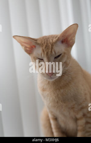 Lo zenzero peterbald razza di gatto domestico grande mangia ritratto Foto Stock