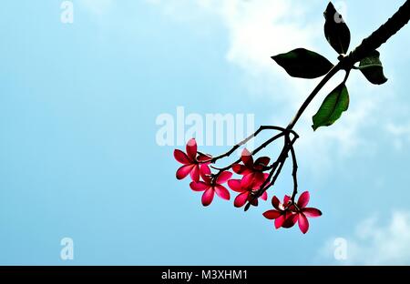 Il Frangipani o Plumeria fiore o fiori isolati contro un cielo blu Foto Stock