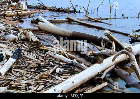 Bruciato e pezzo di vari driftwood lavaggio in riva. Foto Stock