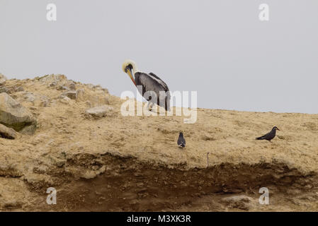 Pellicano peruviana a Isole Ballestas, Paracas Peru Foto Stock