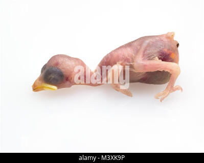 Corpo morto del cuscino isolato su sfondo bianco Foto Stock