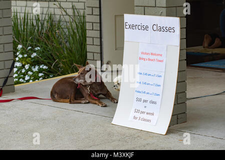 Cani attendere pazientemente per i loro proprietari al di fuori di una classe di fitness presso la Scotts CAPO Surf Life saving Club nel NSW, Australia Foto Stock