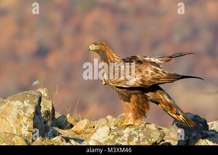 Aquila reale (Aquila chrysaetos) seduto su una roccia, in montagna Foto Stock