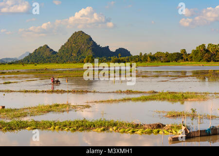 Hpa-An: riso risaie, acqua, agricoltore, , Kayin (Karen) Stato, Myanmar (Birmania) Foto Stock