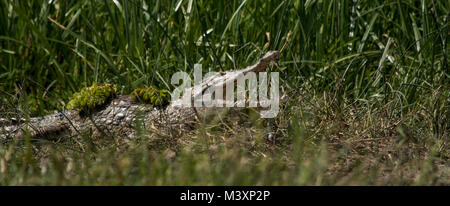 Coccodrillo del Nilo (Crocodylus niloticus) con bocca aperta sulla sponda del fiume Nilo in Murchison Falls National Park, Uganda. Foto Stock