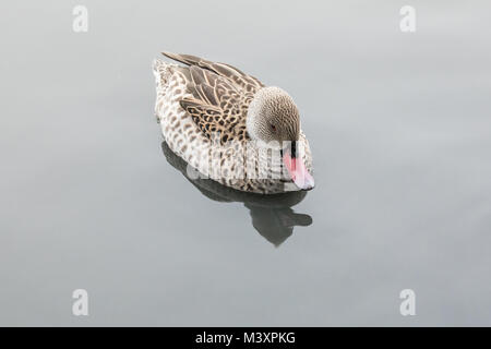 Capo Teal - un anatra dedicarmi dal Sud Africa. Fotografato in cattività. Foto Stock