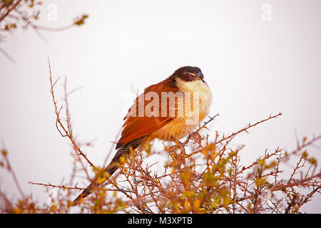 La Burcell Cougal (Centropus burchelli) 1 Foto Stock