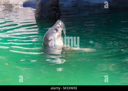 Guarnizione grigio, Halichoerus grypus, dettaglio ritratto Foto Stock