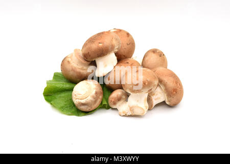 Saporiti funghi marrone su una transizione senza sfondo bianco Foto Stock