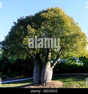 La struttura di bottiglia, Brachychiton rupestris, è un periodo di siccità di latifoglie albero succulente nativi a Queensland, Australia Foto Stock