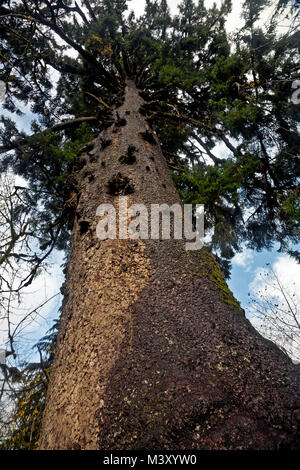 Più grande del mondo di Sitka Spruce tree si trova nella foresta di pioggia villaggio sulle rive del lago Quinault Foto Stock