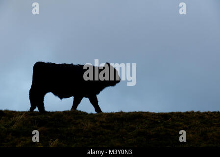 Giovane black bull su Malvern Hills silhouette contro un opaco blu del cielo. Bovini, torello. Malvern, Worcestershire, England, Regno Unito Foto Stock