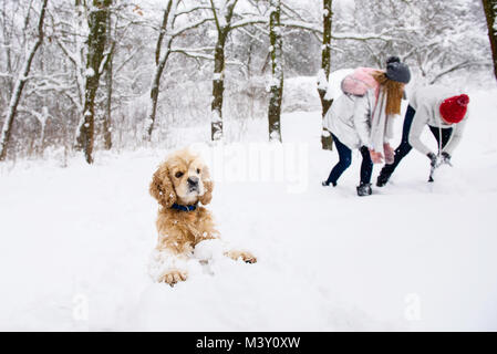 Cani e persone avendo divertimento in inverno foresta con la neve. Cocker Spaniel rendendo pupazzo di neve. Foto Stock