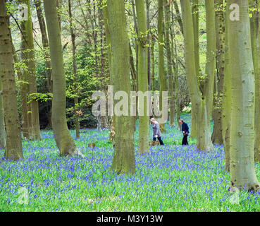 Blu nel blu - walkers indossando blu in Coton Manor Bluebell wood Foto Stock