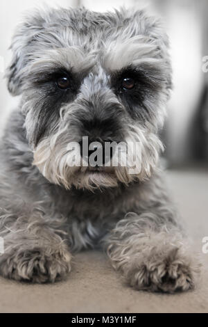 Cucciolo schnauzer miniatura giace sul pavimento, funny dog Foto Stock