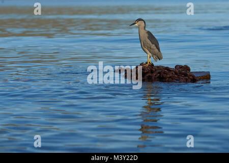 Nitticora (Nycticorax nycticorax falklandicus) su una pila di catena arrugginito sulla costa di Isola di carcassa nelle isole Falkland Foto Stock