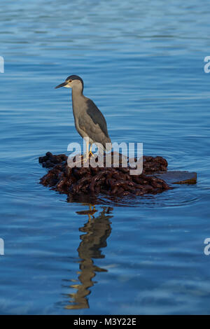 Nitticora (Nycticorax nycticorax falklandicus) su una pila di catena arrugginito sulla costa di Isola di carcassa nelle isole Falkland Foto Stock