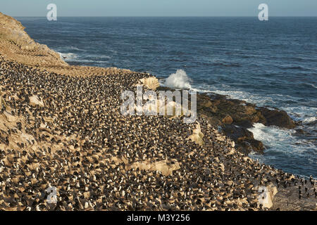 Grande colonia di allevamento di Imperial Shag (Phalacrocorax atriceps albiventer) sulla costa di Isola di carcassa nelle isole Falkland. Foto Stock