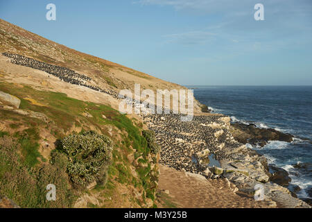 Grande colonia di allevamento di Imperial Shag (Phalacrocorax atriceps albiventer) sulla costa di Isola di carcassa nelle isole Falkland. Foto Stock