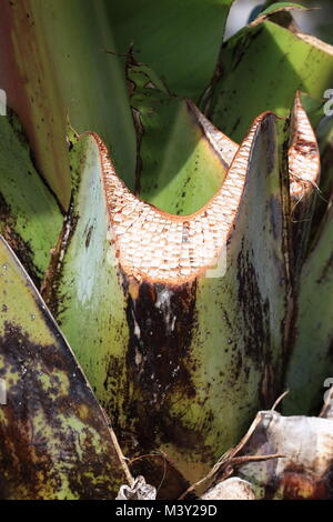 Chiudere l immagine di appena rifilato Ensete ventricosum, abissino di banana leaf stelo Foto Stock