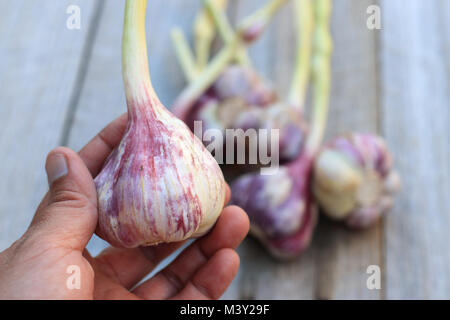 Appena raccolto Allium sativum o noto come bulbi di aglio su sfondo di legno Foto Stock