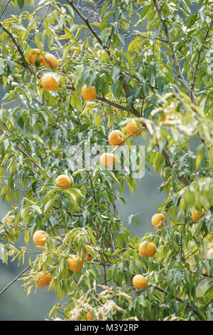 Yuzu nel raccolto, Akiruno City, Tokyo, Giappone Foto Stock